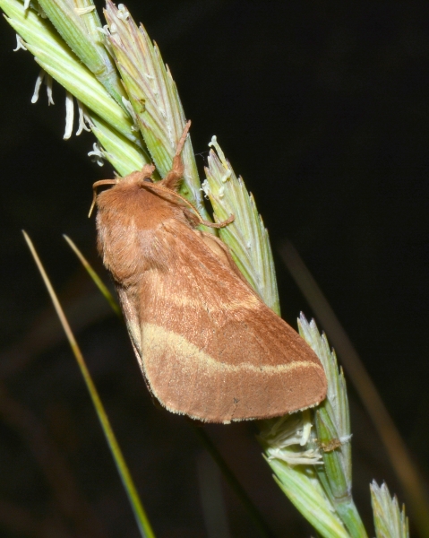 Malacosoma castrense